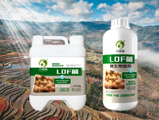 LDF菌
